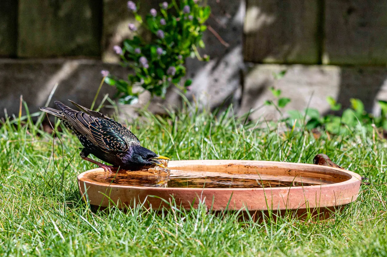 poidło dla ptak&oacute;w w ogrodzie bezpieczne