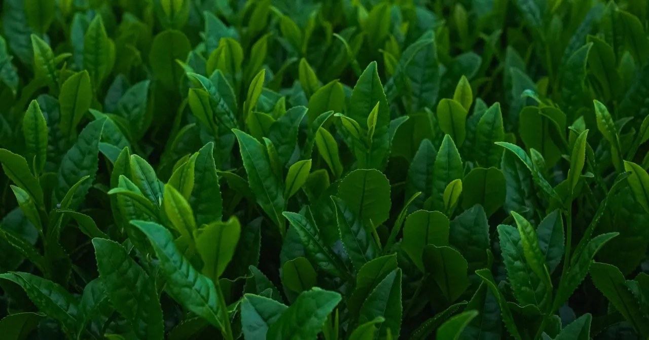 rodzaje zielonej herbaty matcha gyokuro sencha