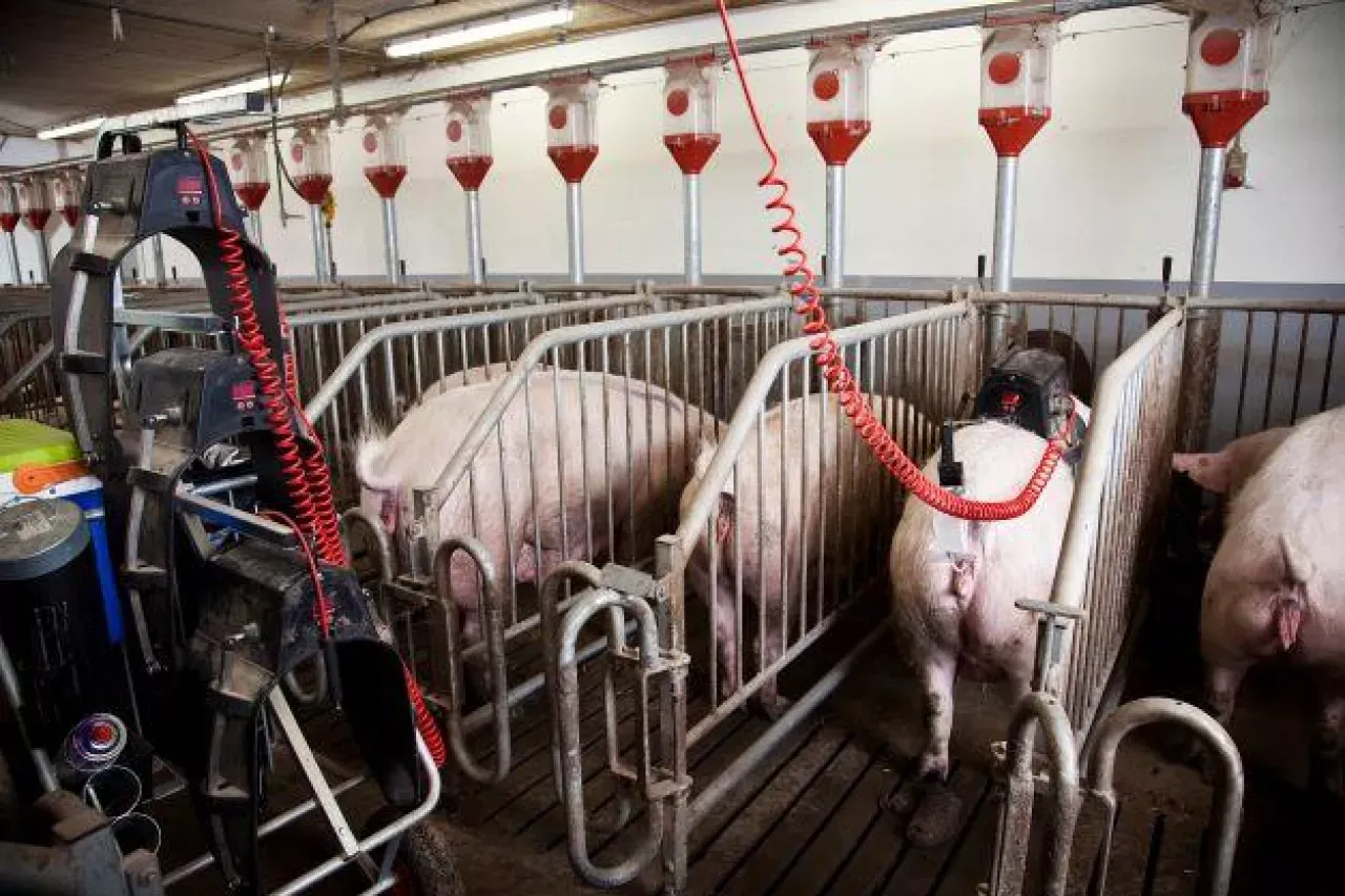 Nowoczesna inseminacja świń z użyciem automatycznego sprzętu. Widać świnie w boksach i urządzenia do sztucznego unasienniania.