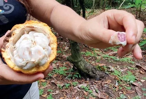 proces produkcji kakao od ziarna do proszku