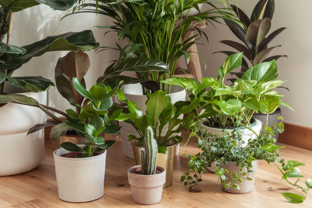 Błędy w pielęgnacji roślin łazienkowych