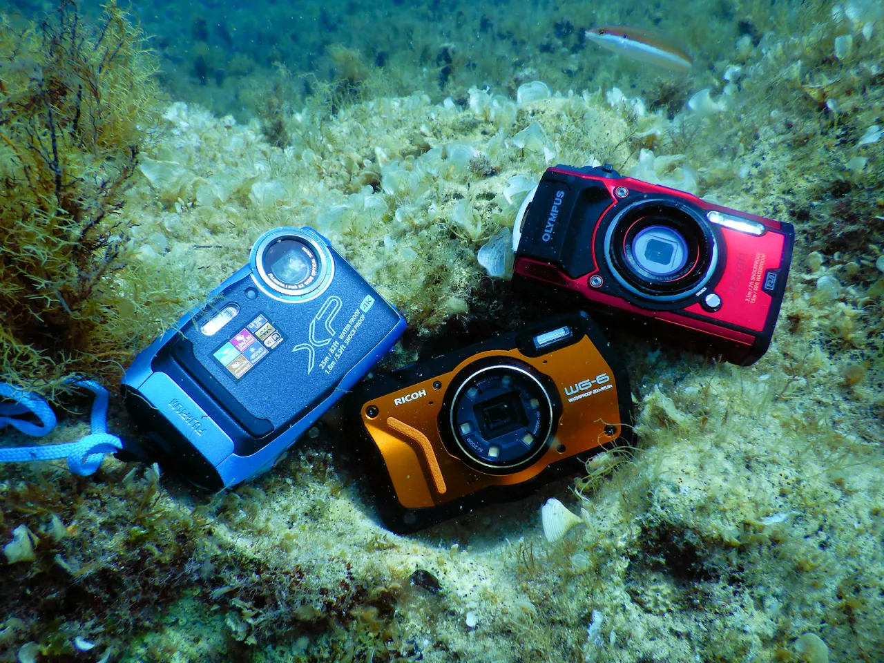 Trzy aparaty do zdjęć podwodnych: niebieski Fujifilm, pomarańczowy Ricoh i czerwony Olympus, leżą na dnie morza wśród wodorostów.