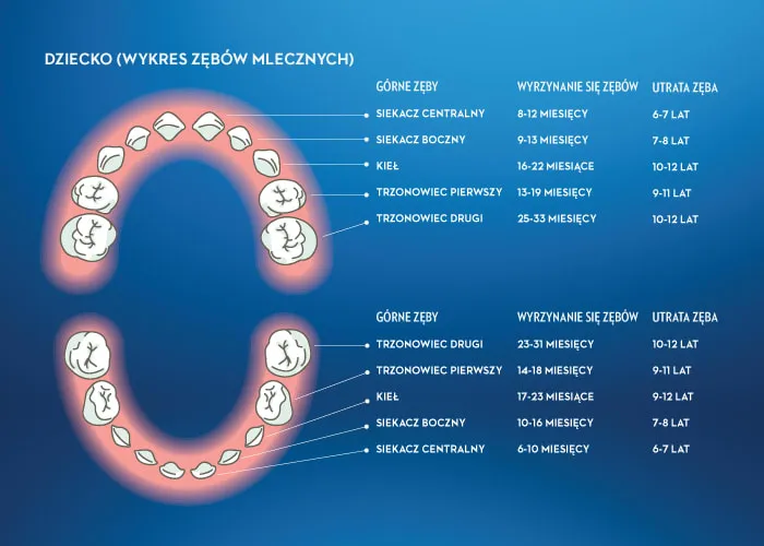 uzębienie mleczne dziecka schemat