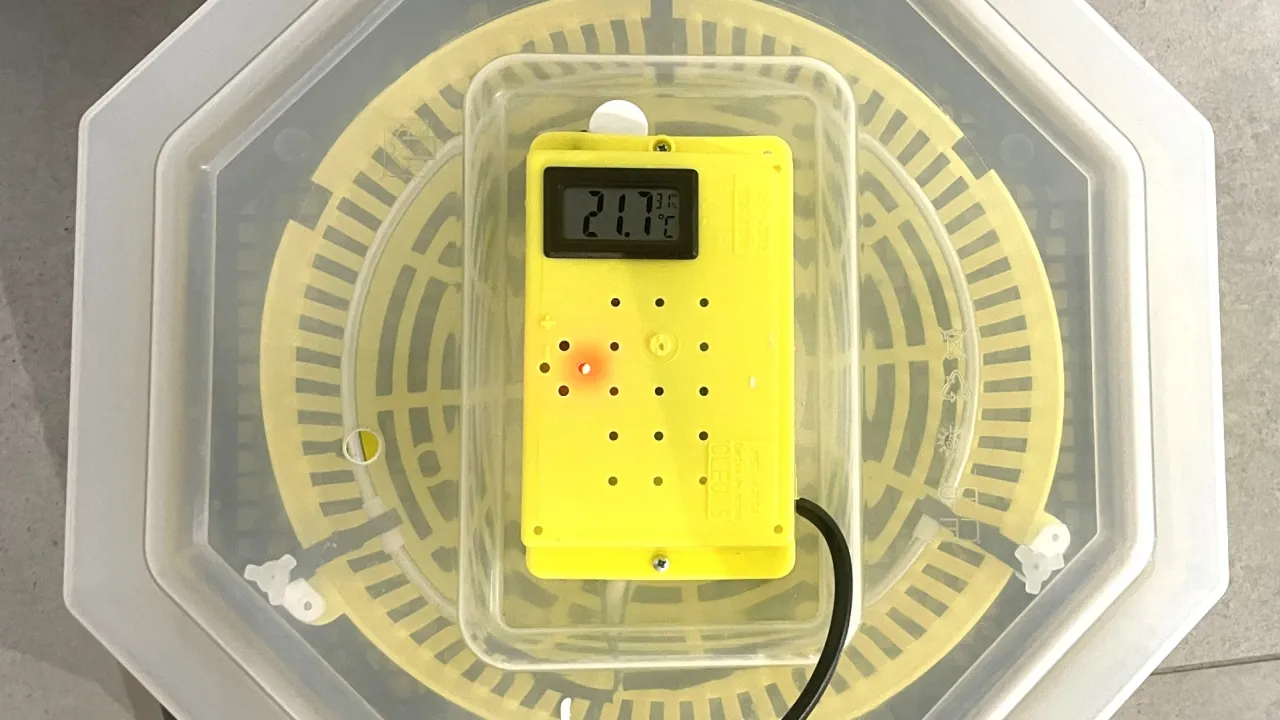 Żółty panel inkubatora pokazuje temperaturę 21.7°C, kluczową dla prawidłowej inkubacji jaj kurzych.