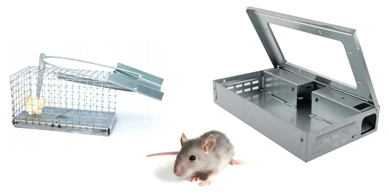 Pułapka na myszy z przynętą i myszka obok, pokazująca, jak myszy wchodzą do domu.