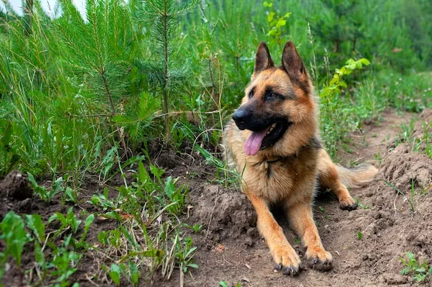owczarek niemiecki portret mądry pies