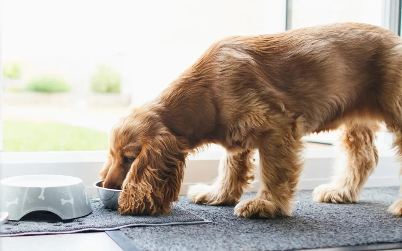 Składniki odżywcze drożdży browarniczych dla psa