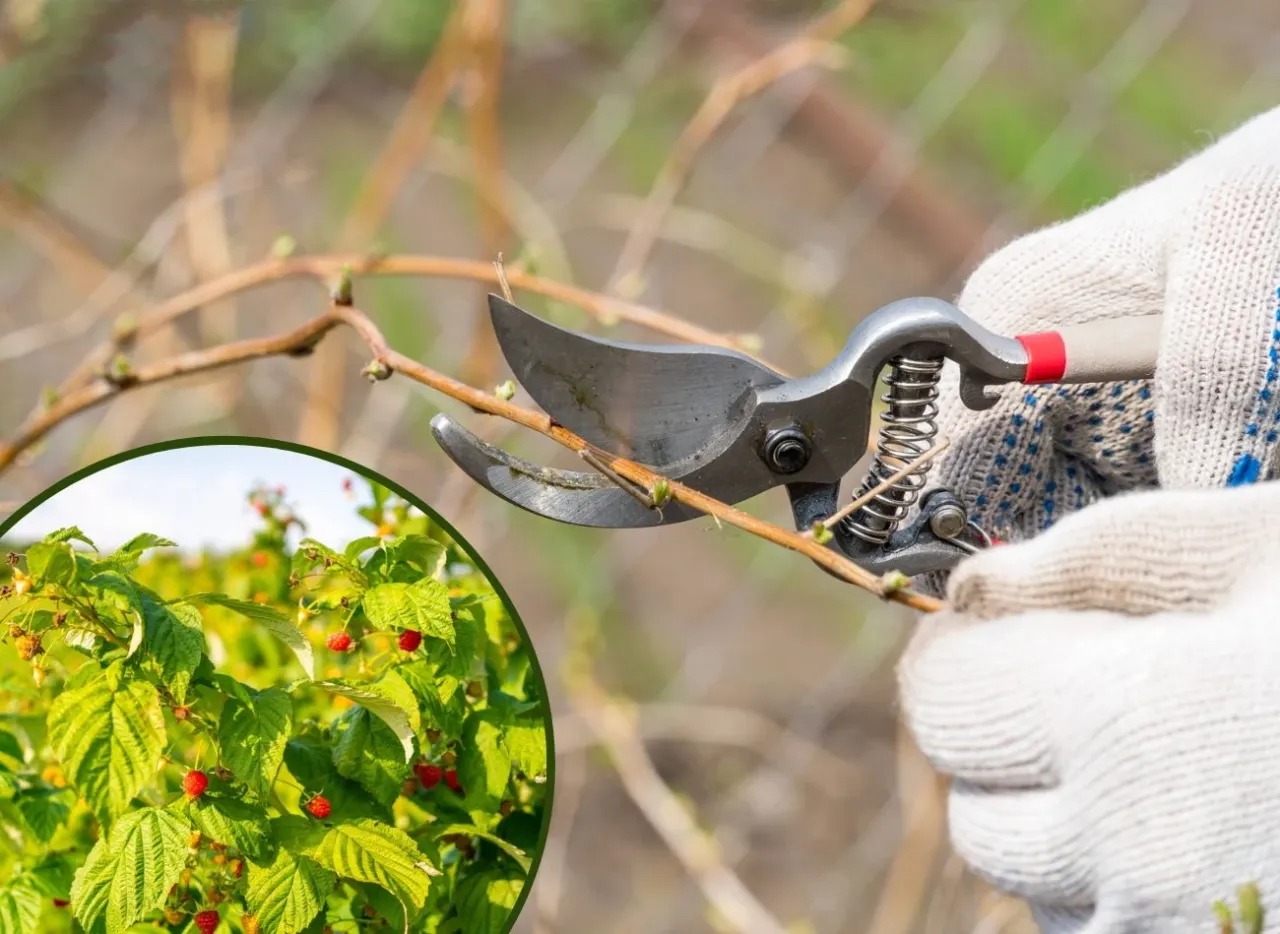 Maliny Polana w ogrodzie