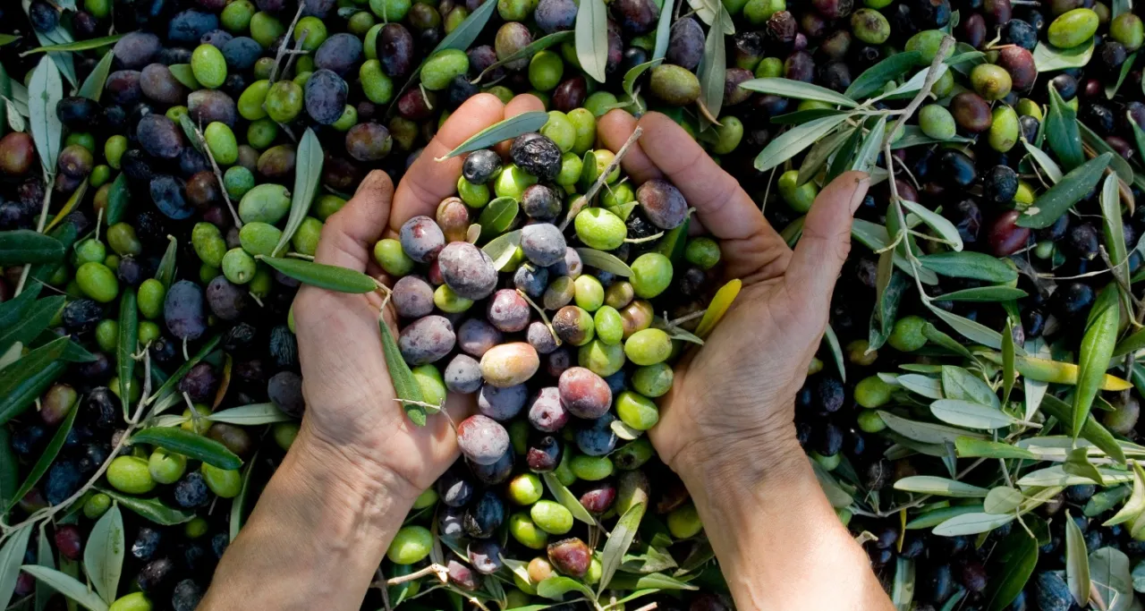 mity o oliwie z oliwek