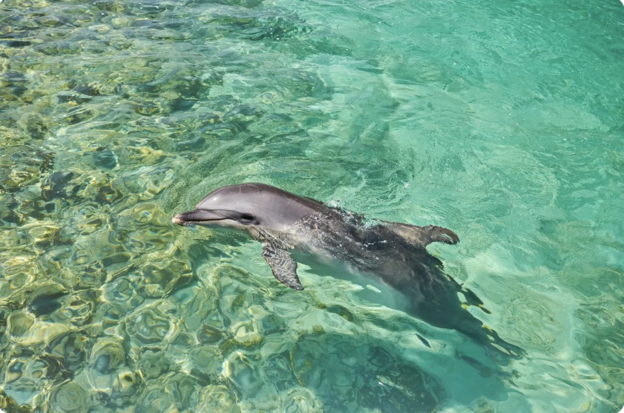 Mapa obserwacji delfin&oacute;w Morze Śr&oacute;dziemne