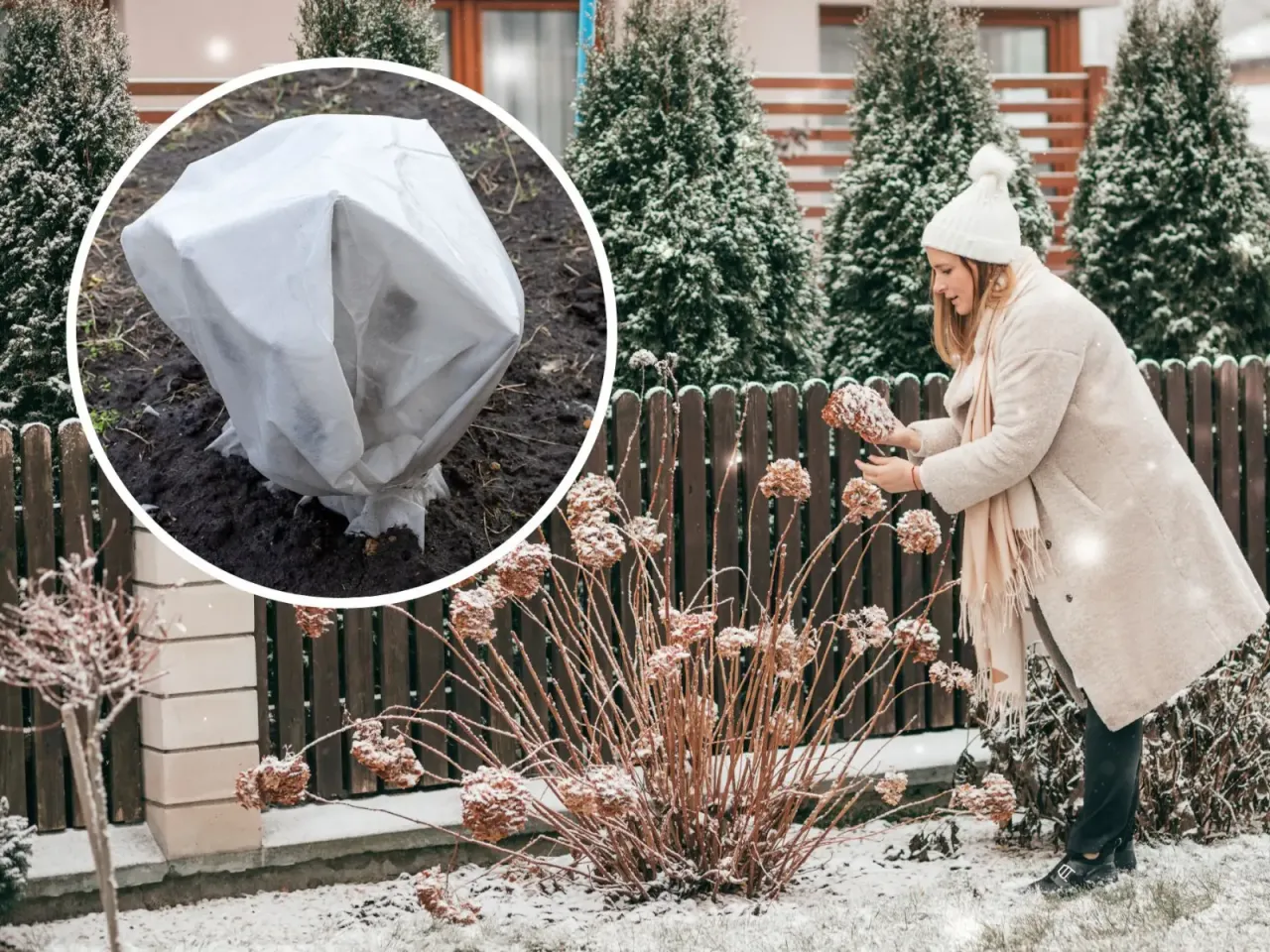 kiedy okrywać hortensje ogrodowe