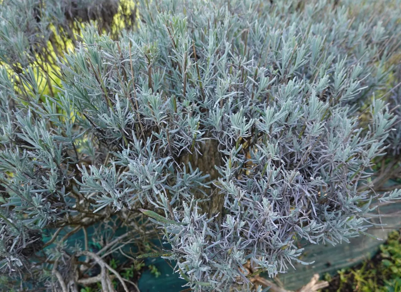 choroby lawendy szara pleśń