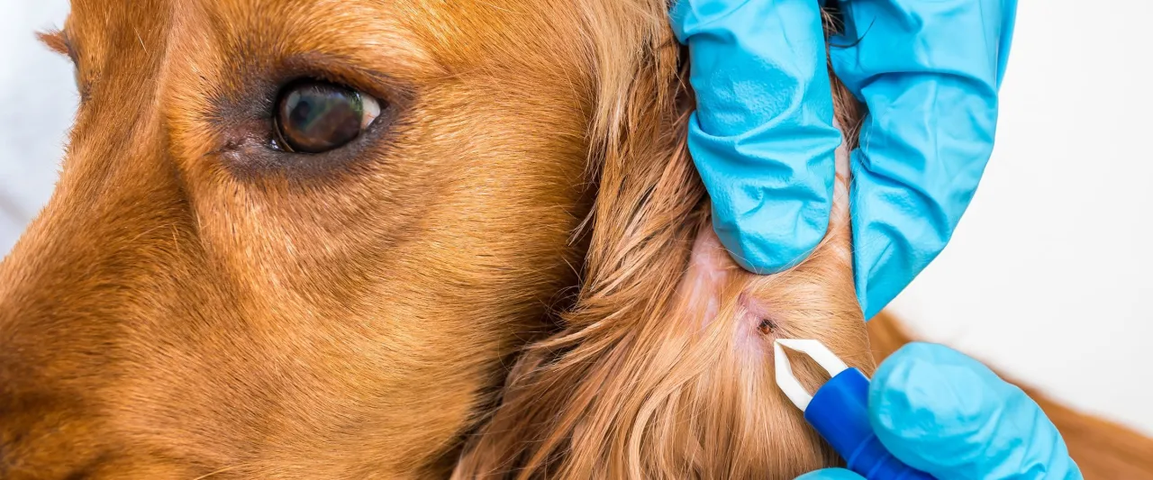 weterynarz pies kleszcz