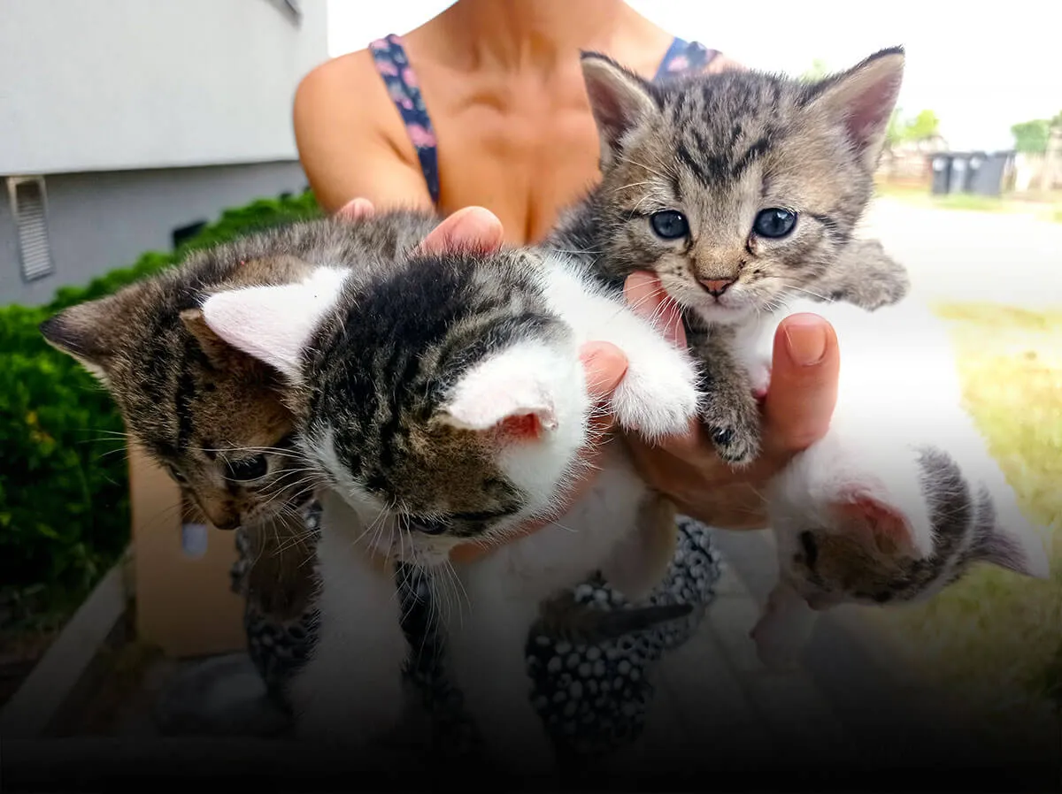 bezdomne kocięta schronisko