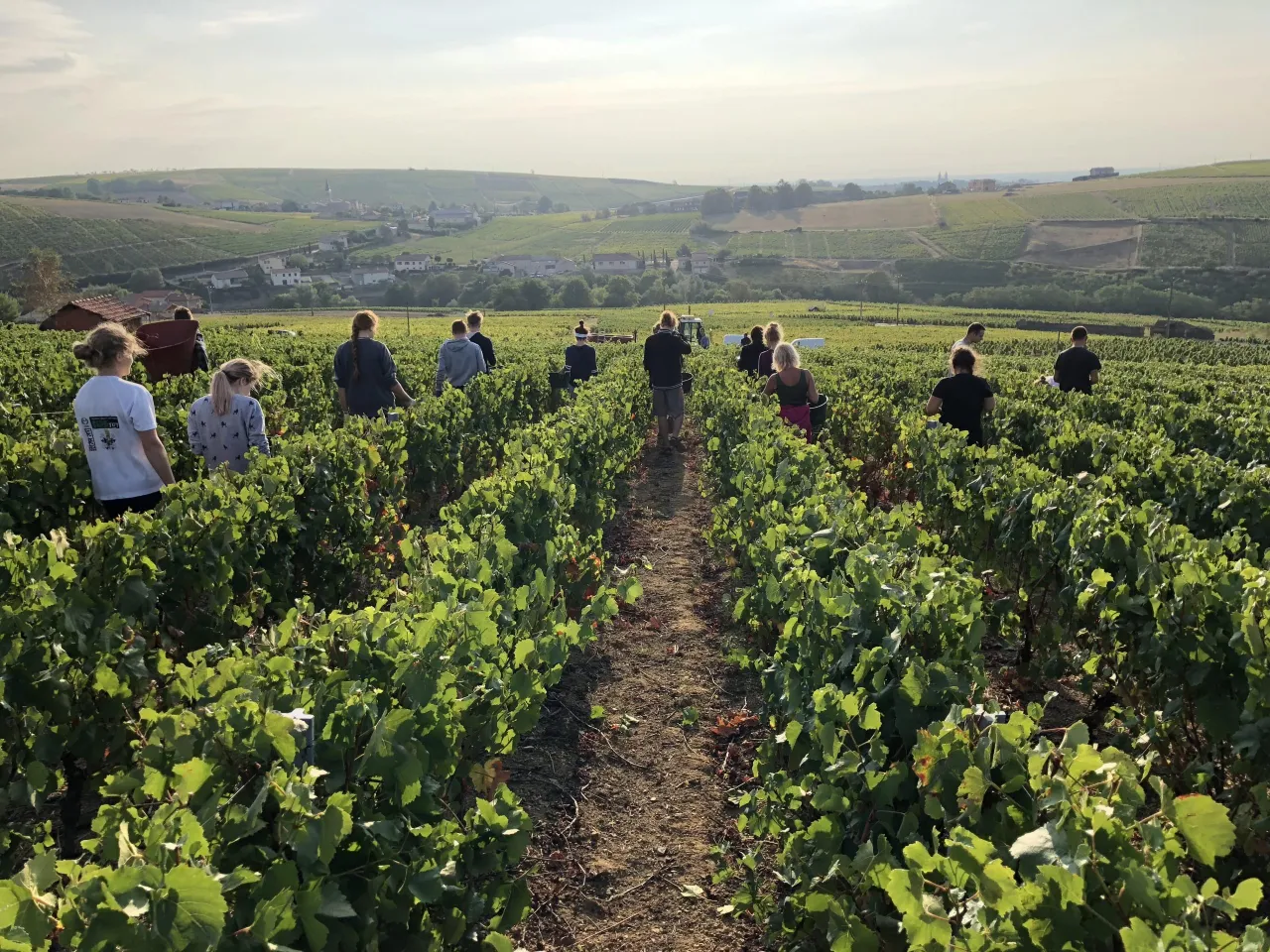 koszty życia winobranie francja