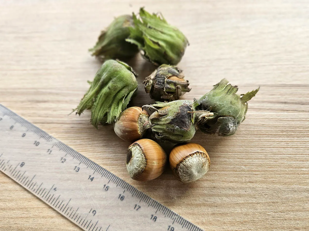 Orzechy laskowe z zielonymi okrywami, świeżo zerwane z plantacji orzecha laskowego, leżą obok linijki.