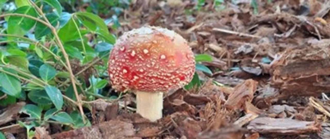 Łysiczka lancetowata Psilocybe semilanceata wygląd