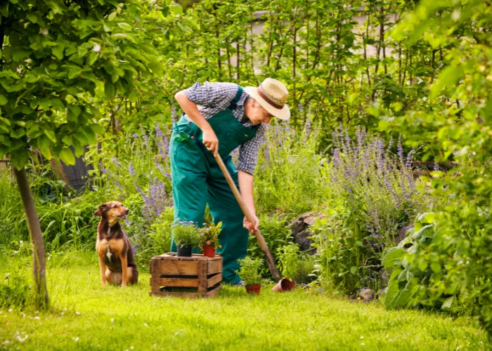 bezpieczne zioła dla psa grafika