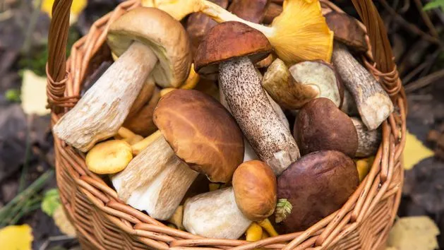 r&oacute;żnorodność grzyb&oacute;w w polskim lesie, koszyk pełen grzyb&oacute;w