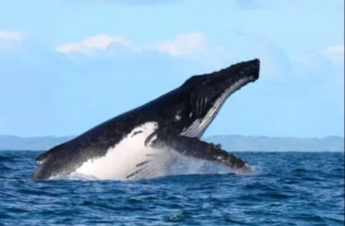 Madagaskar obserwacja humbaków Sainte Marie