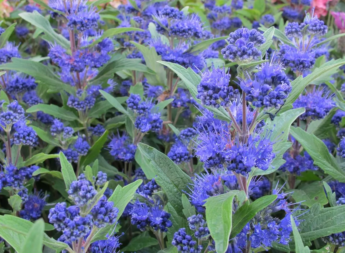 Niebieskie kwiaty w ogrodzie identyfikacja