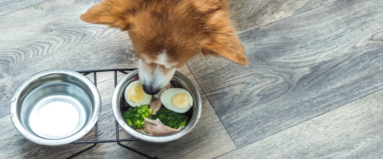 Pies jedzący surowe jajko