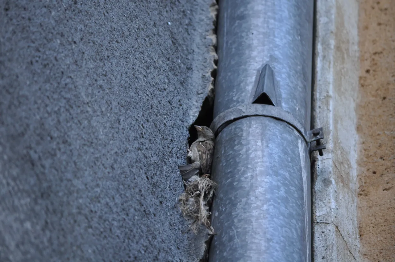 Wróbel gniazdo w szczelinie budynku termomodernizacja