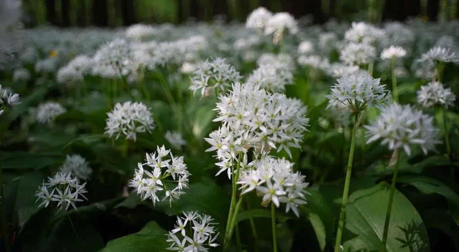 pielęgnacja czosnku niedźwiedziego w ogrodzie