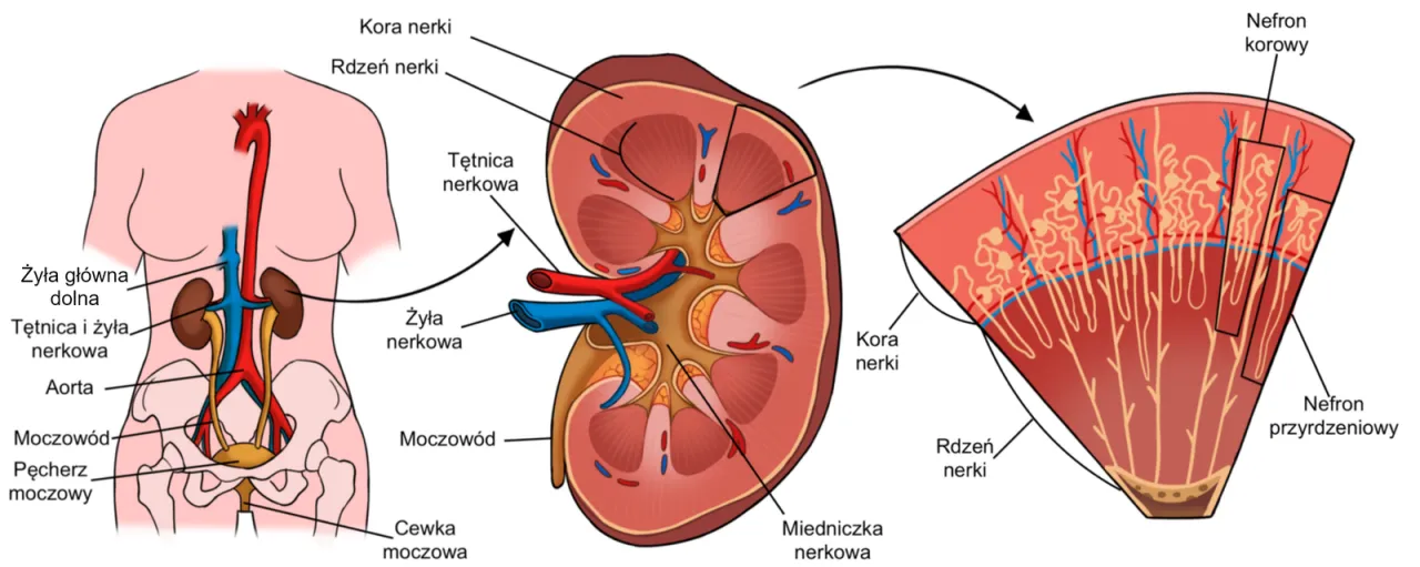 nerki anatomia schemat