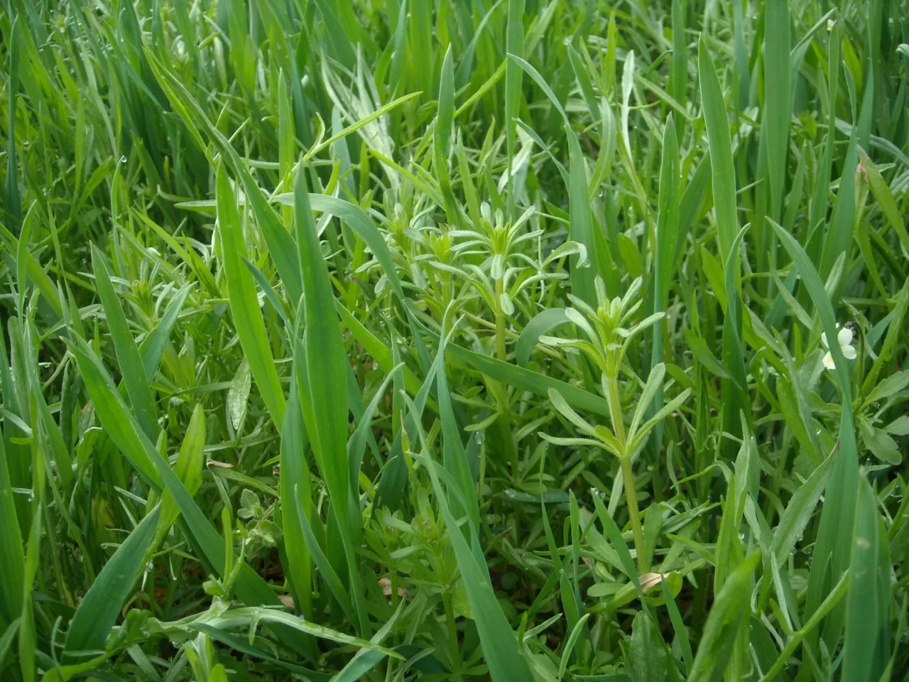 Najgroźniejsze chwasty w zbożach ozimych i jarych w Polsce