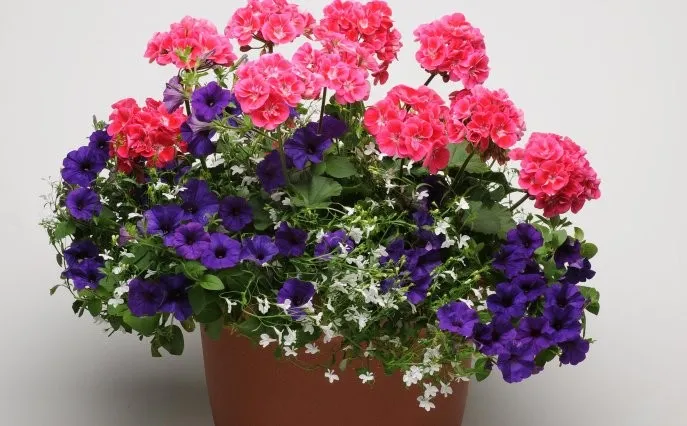 rośliny na słoneczny taras, pelargonie surfinie