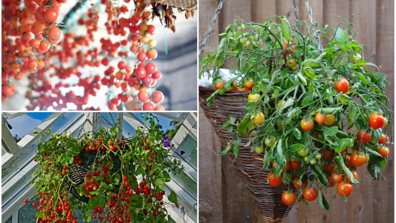 różne odmiany pomidorów w koszu