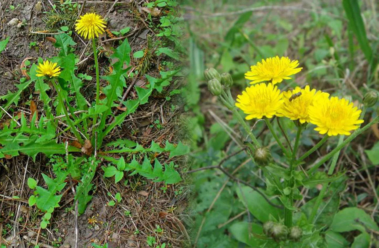 Mniszek lekarski vs mlecz polny różnice