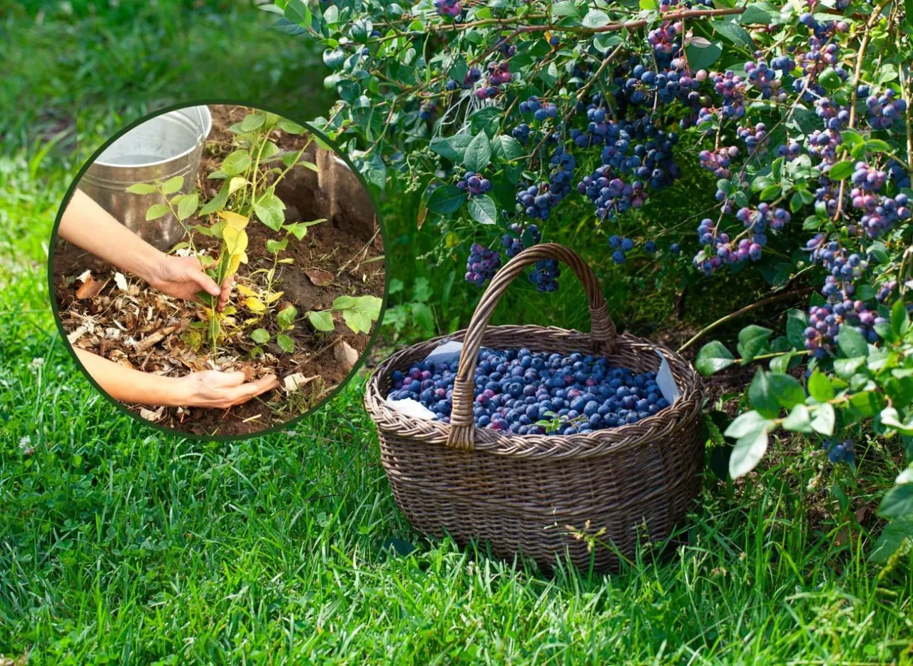 Pielęgnacja borówki amerykańskiej: sadzenie młodej rośliny i koszyk pełen dojrzałych owoców.