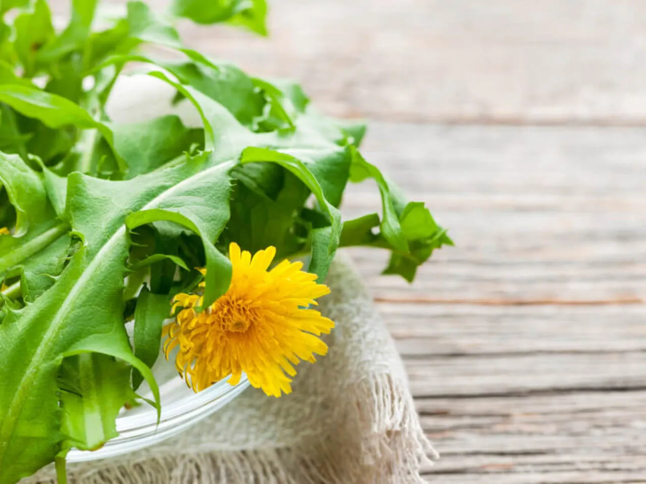 mniszek lekarski zbi&oacute;r