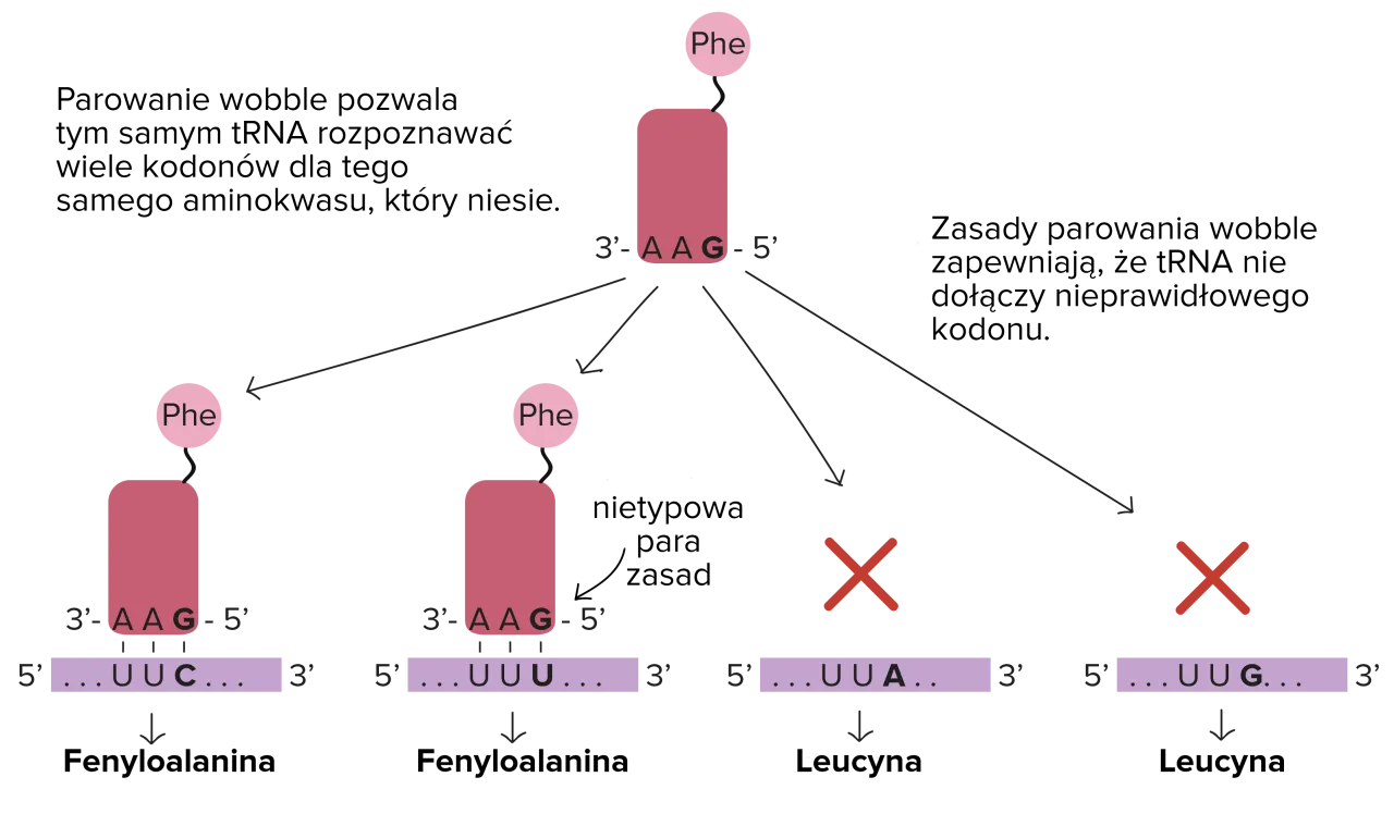 rodzaje rna mrna trna rrna schemat