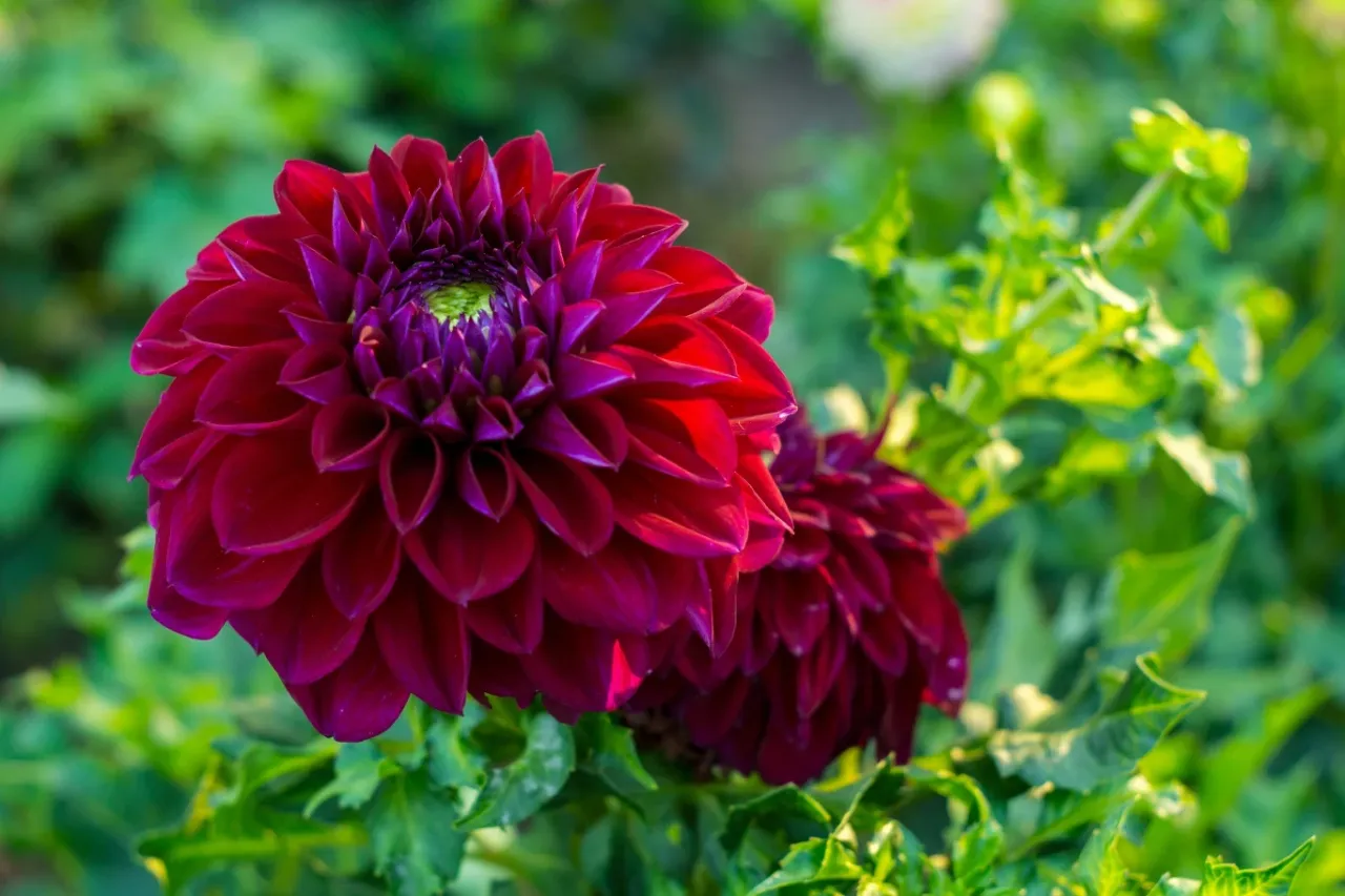 Przygotowanie karp georginii do sadzenia