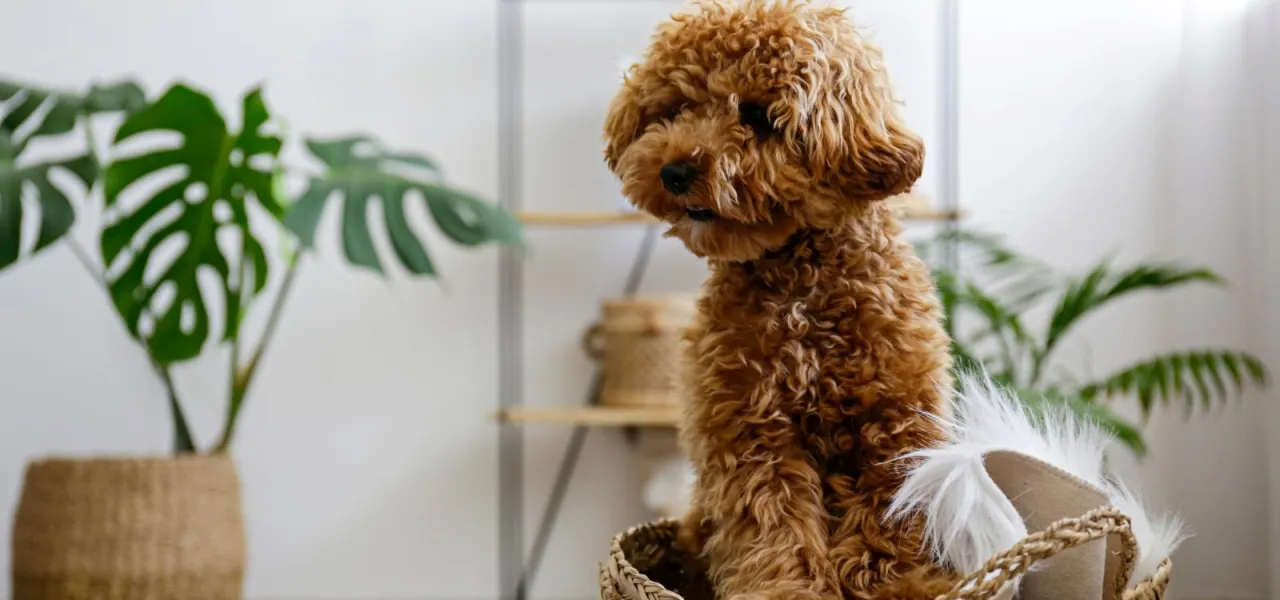 bezpieczeństwo psa w domu