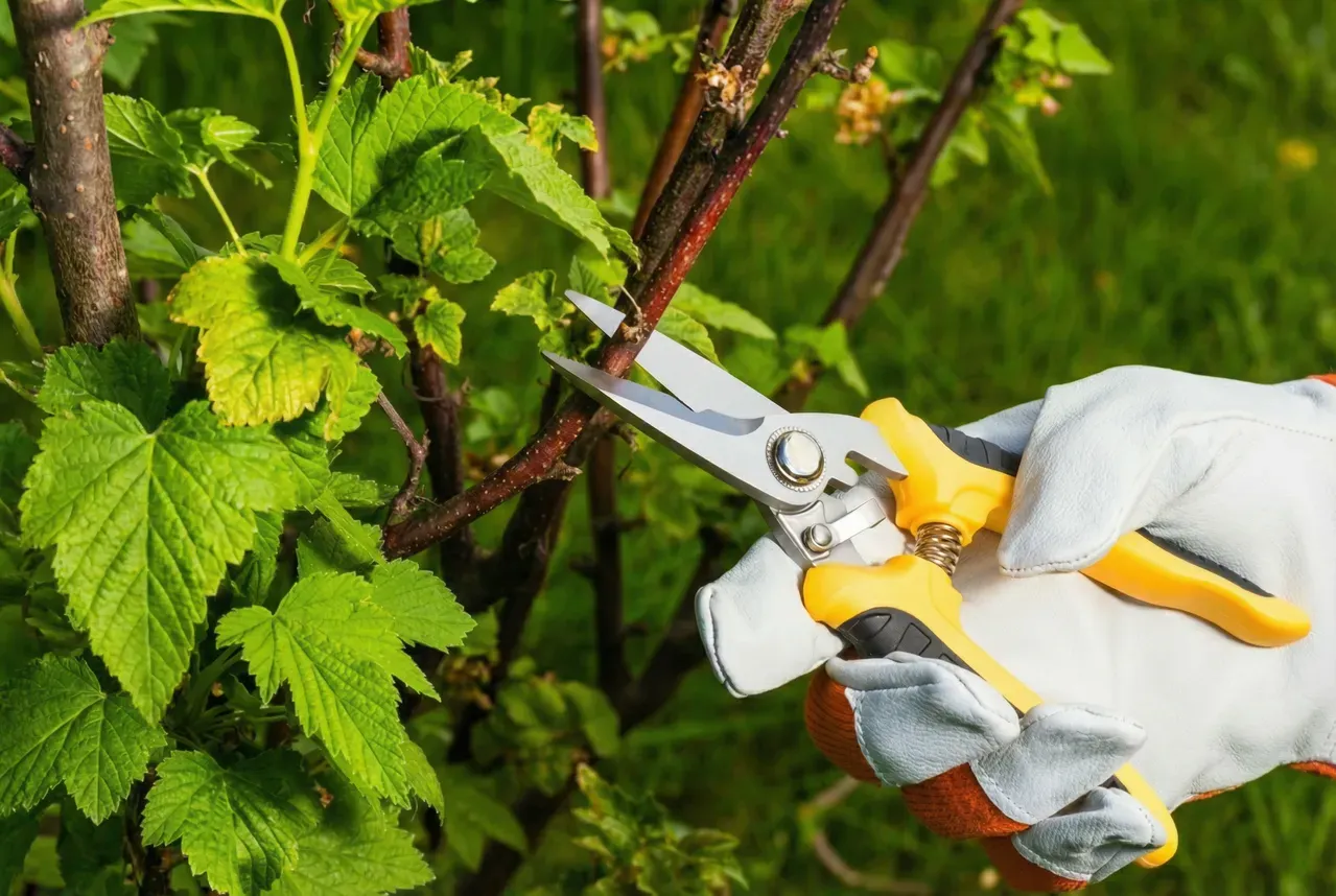 korzyści z przycinania leszczyny