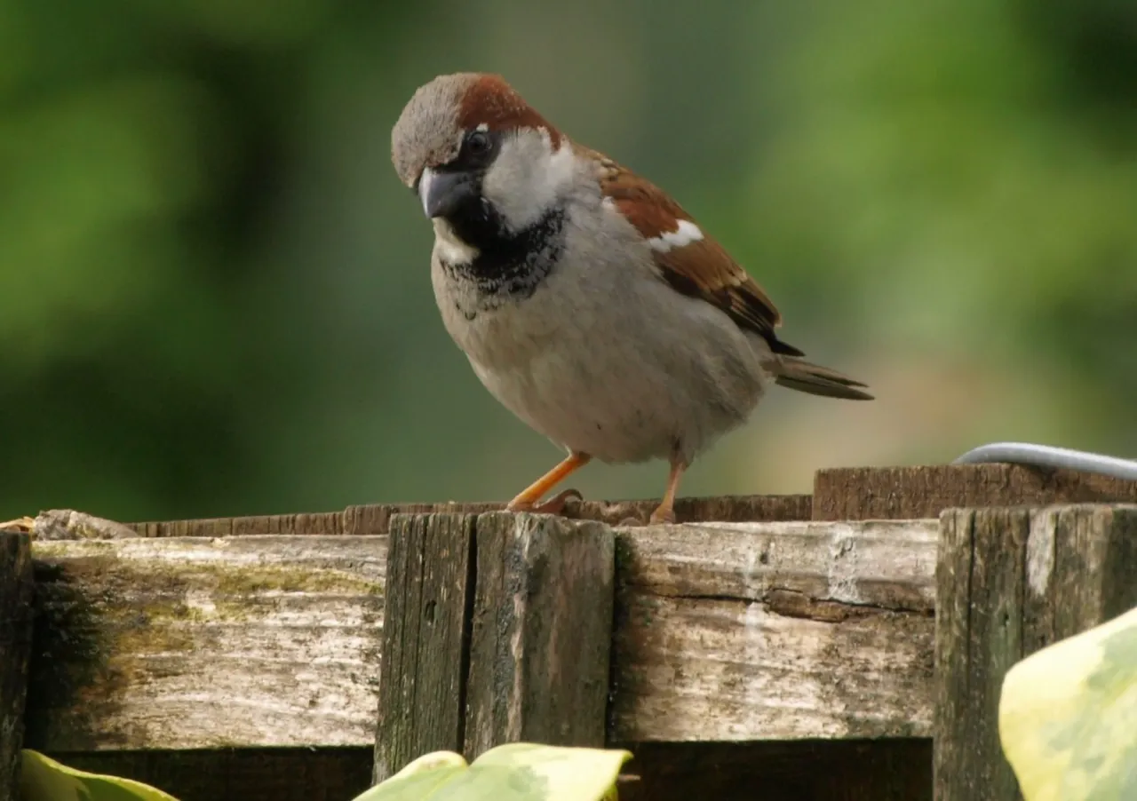 Nowoczesne budownictwo i wróble