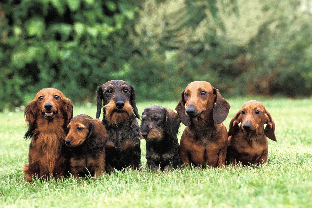 Zdrowa dieta dla jamnika i suplementy na stawy