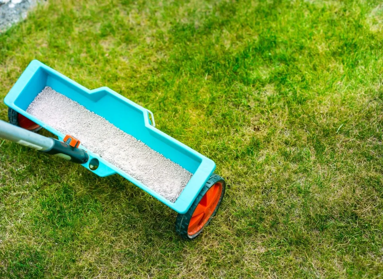 Siewnik z nawozem czeka na użycie, gdy nawozimy trawnik. Zielona trawa potrzebuje odżywienia.
