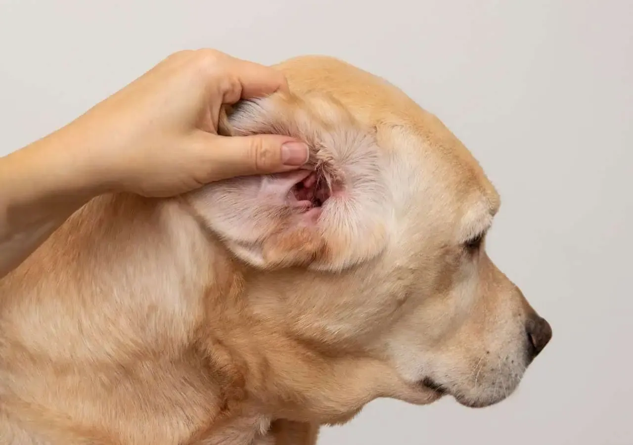 Weterynarz bada psa ucho