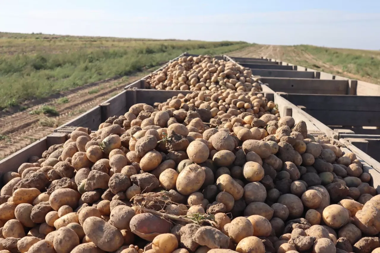 Ogromne ilości ziemniak&oacute;w w drewnianych skrzyniach, gotowe do transportu. Widać pole w tle. Zastanawiasz się, ile ziemniak&oacute;w z hektara?