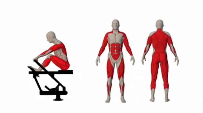 mięśnie pracujące na wioślarzu grafika