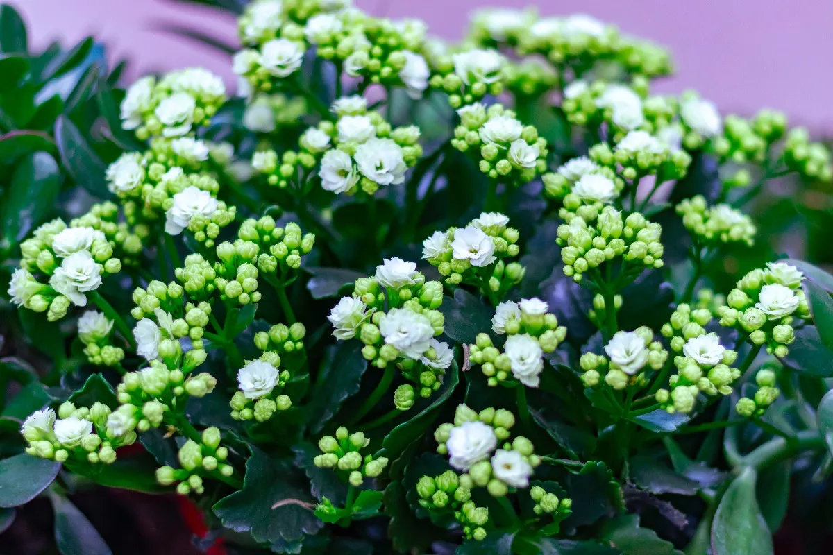 Kwitnące kalanchoe z białymi kwiatami i zielonymi pąkami. Tak, kalanchoe można przycinać, by lepiej rosło.