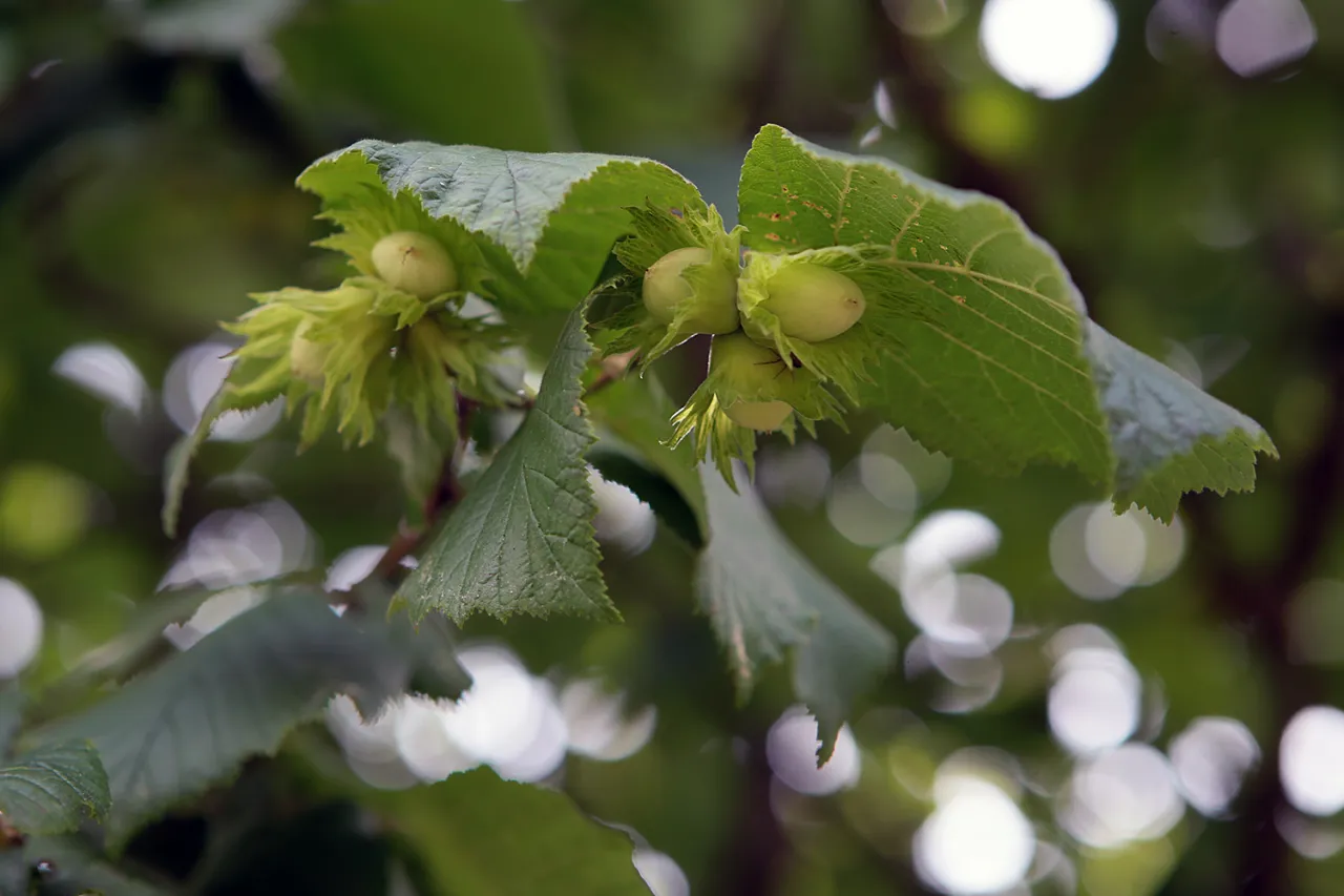 Zielona plantacja orzecha laskowego. Młode orzechy laskowe dojrzewają wśr&oacute;d liści, zapowiadając obfite zbiory.