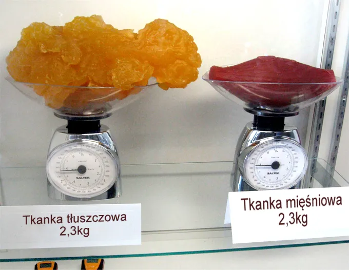 porównanie objętości 1kg mięśni i 1kg tłuszczu