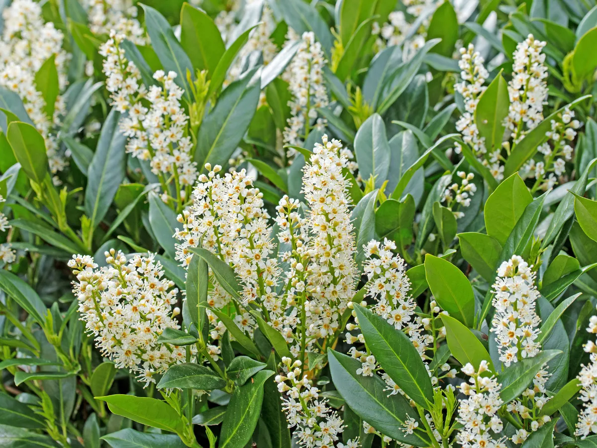 Kwitnąca laurowiśnia z białymi kwiatami. Warto wiedzieć, czy owoce laurowiśni są jadalne, gdyż mogą być toksyczne.