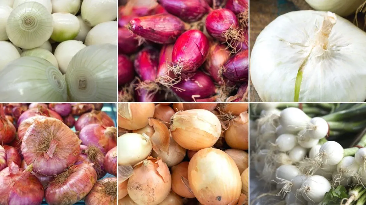 Diverse tipologie di cipolle